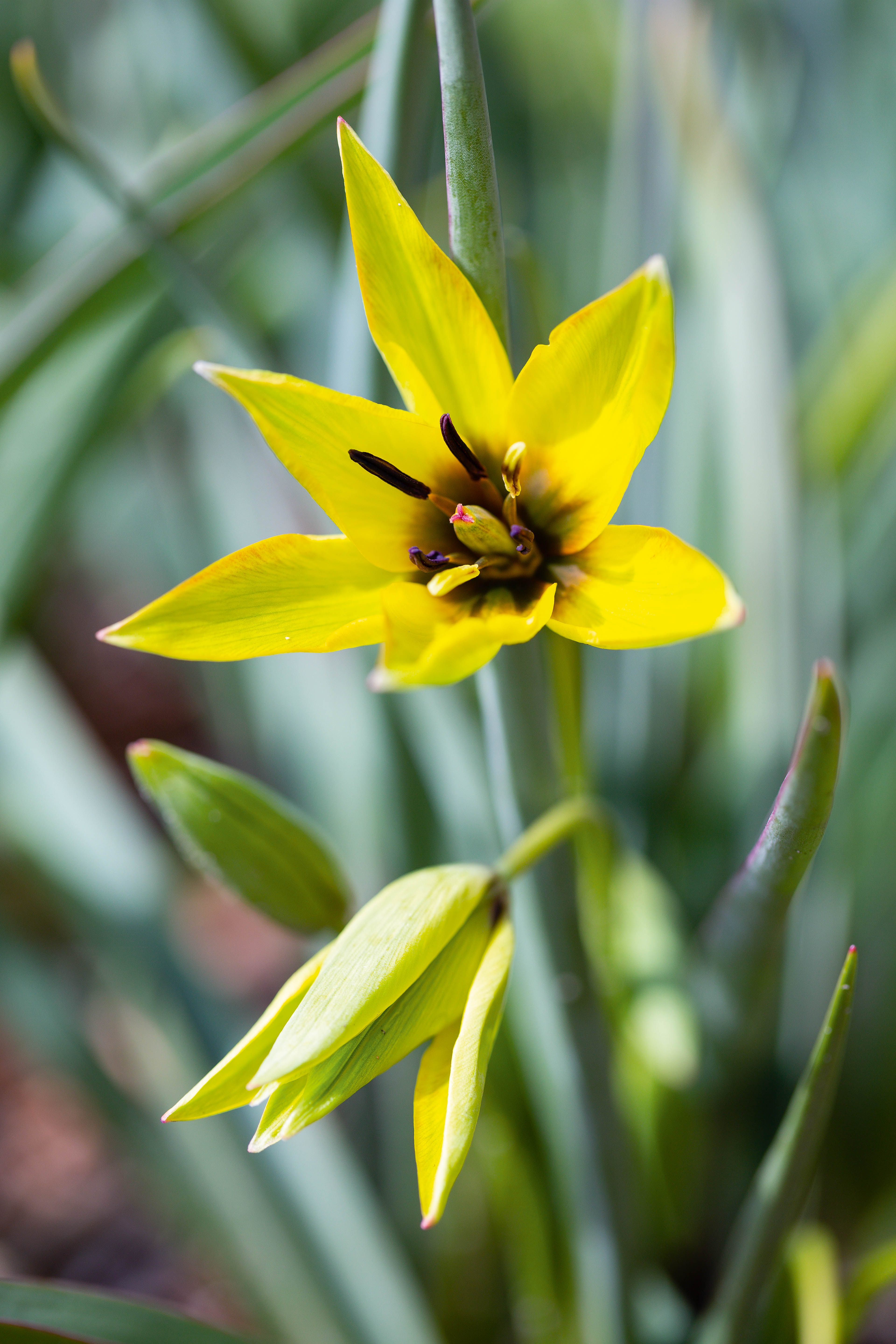 Tulipa orphanidea 'Flava'