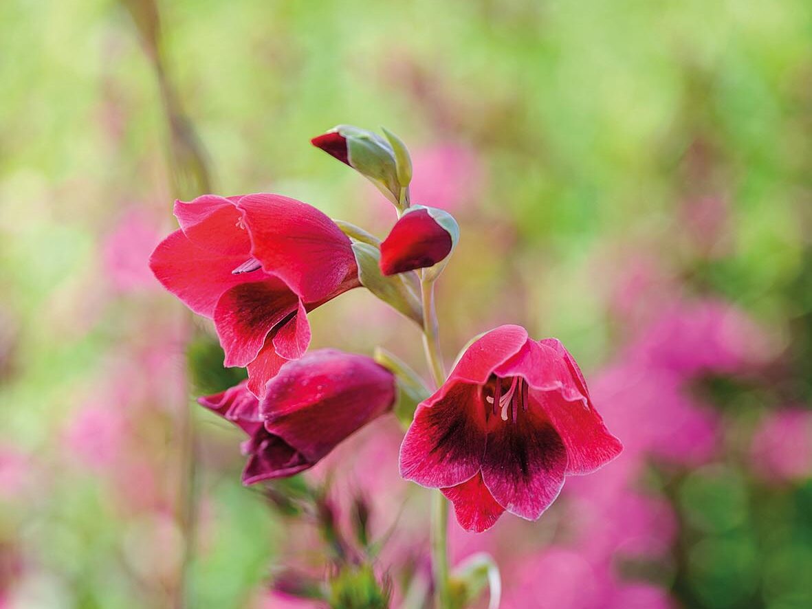 Gladiolus papilio 'Ruby' and Lobelia 'Tania' Gladiolus papilio 'Ruby' and Lobelia 'Tania'