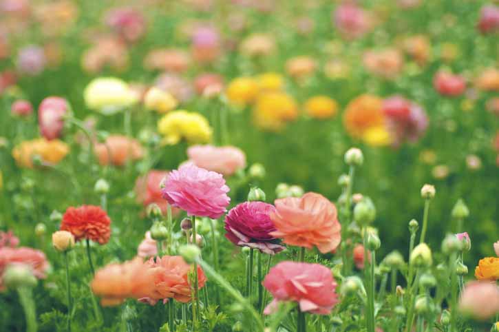 Ranunculus Ranunculus asiaticus Getty Images