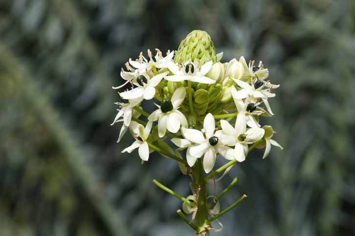 Close-up of flowerhead of Ornithogalum saundersiae or Giant chincherinchee with many small flowers Ornithogalum saundersiae Getty Images