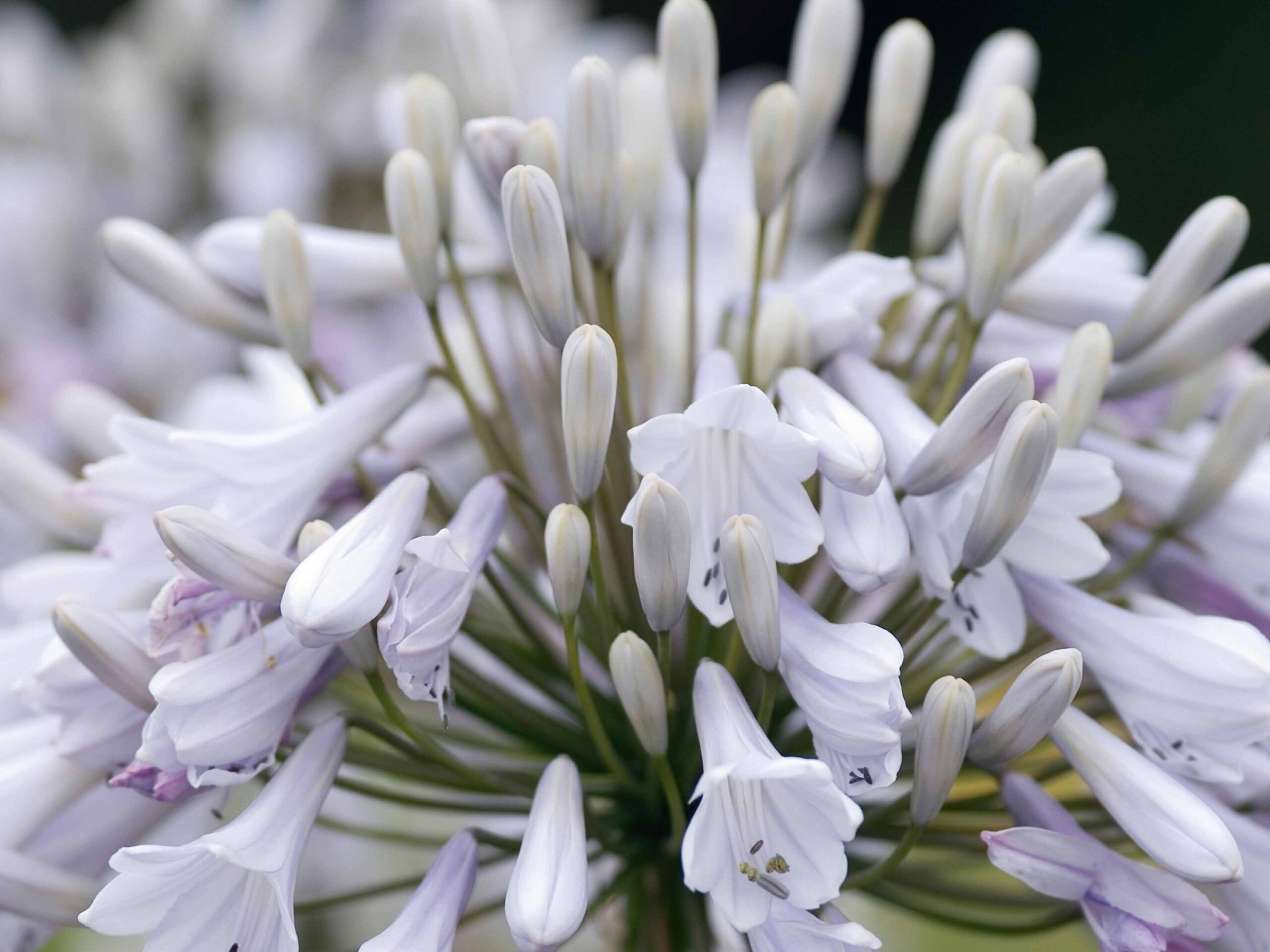 Agapanthus 'Windsor Grey' Agapanthus 'Windsor Grey'