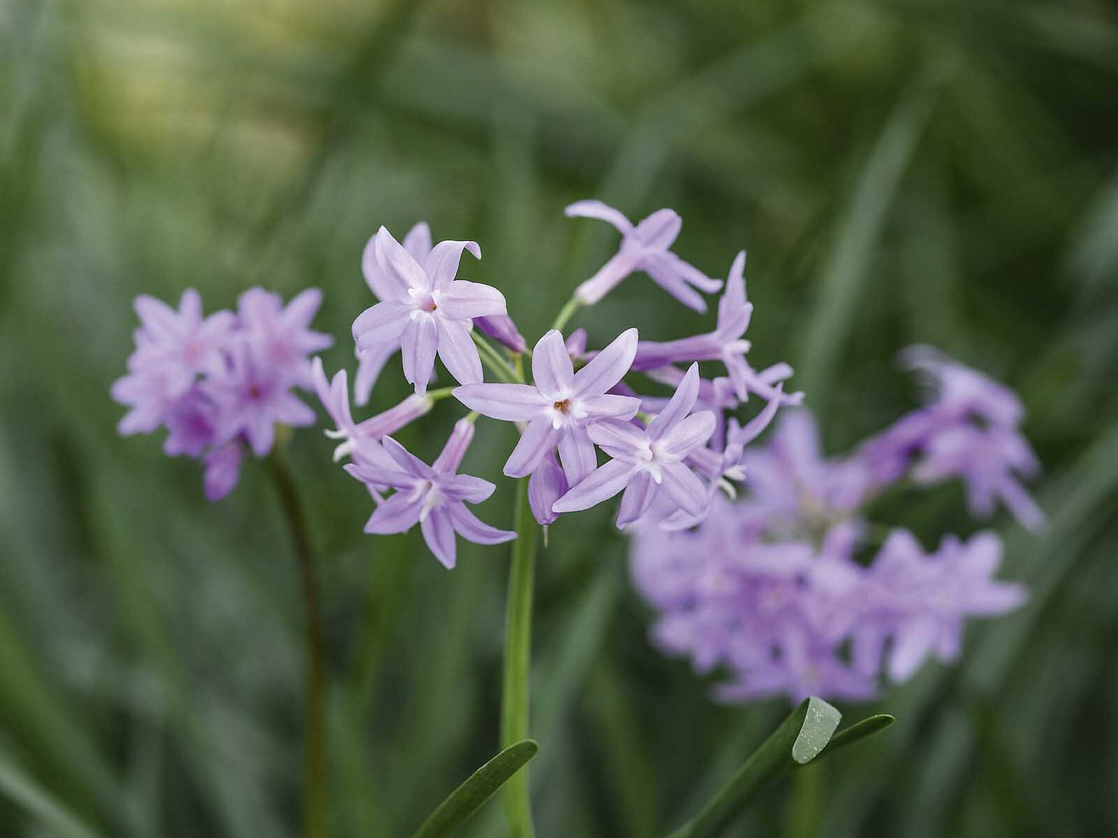 Tulbaghias at Hoyland Plants with Steve Hickman (21st August 202 Tulbaghia violacea