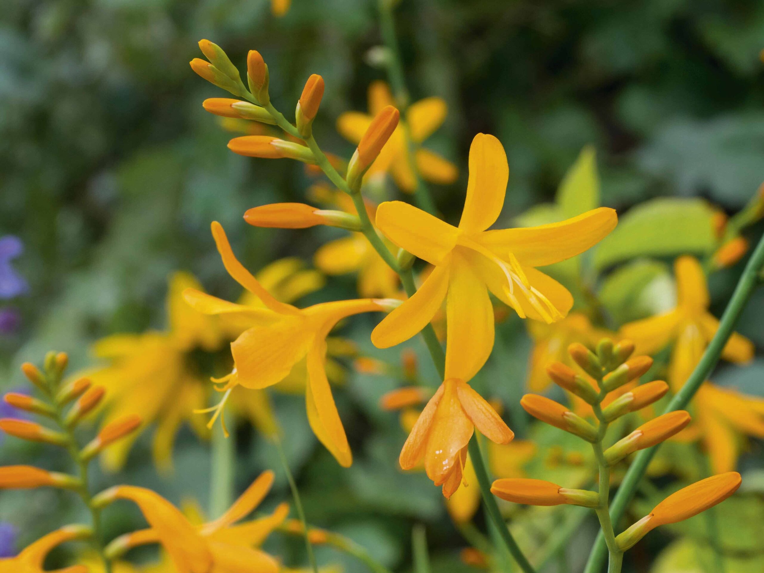 Crocosmia × crocosmiiflora 'George Davison', montbretia Crocosmia x crocosmiflora 'George Davison'