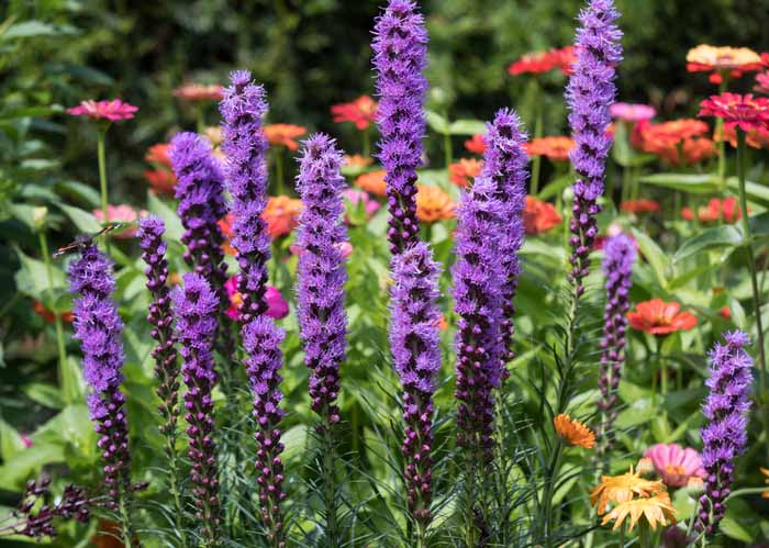 Liatris spicata flowers in the summer garden Liatris spicata flowers in the summer garden