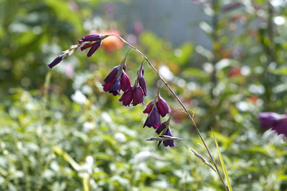 Dierama pulcherrimum 'Merlin' Dierama pulcherrimum 'Merlin'