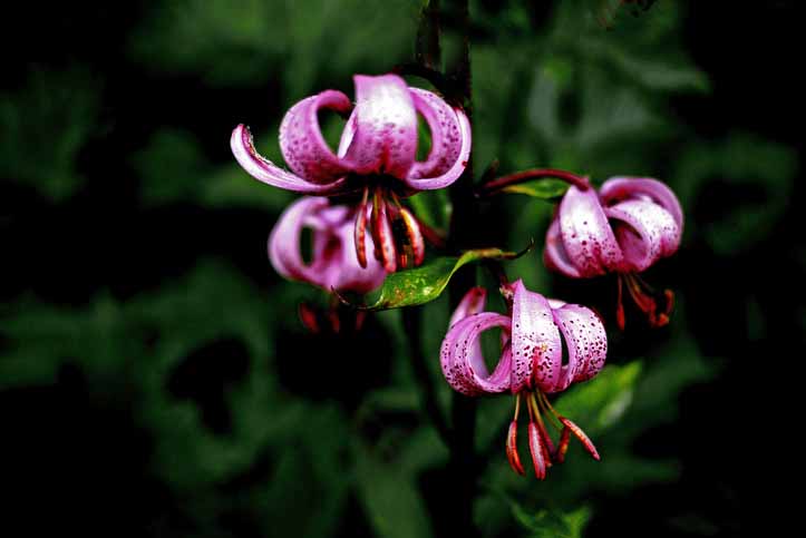 Lilium martagon Turk's cap lily Getty Images Lilium martagon Turk's cap lily Getty Images
