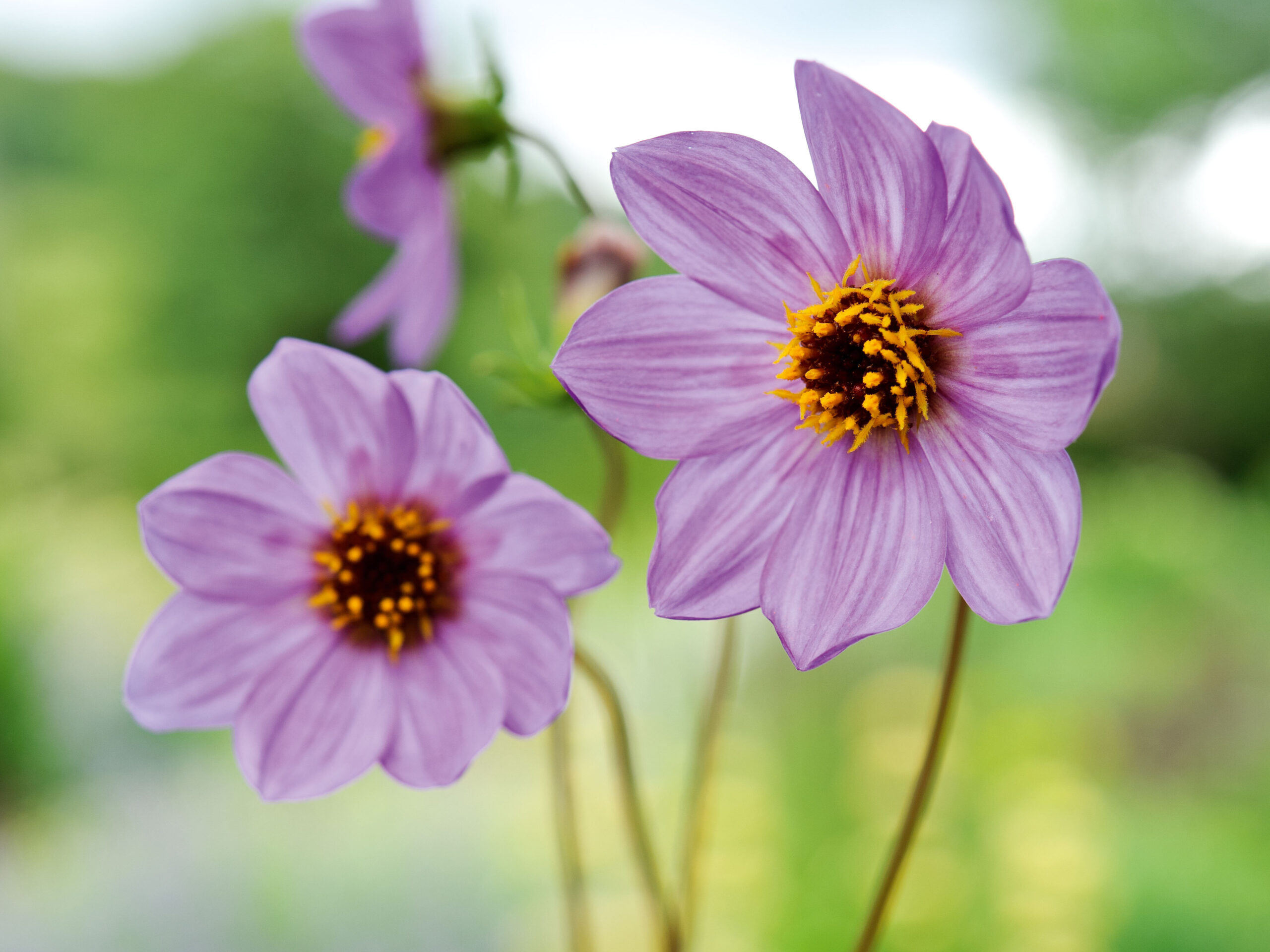 Dahlia merckii Dahlia merckii