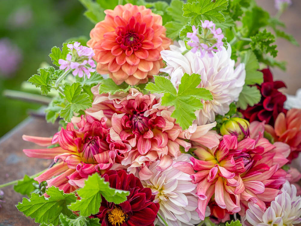 Cath Kidston's dahlia collection
