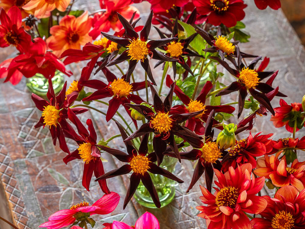 Shane Connolly's Jewel Box Dahlia Collection