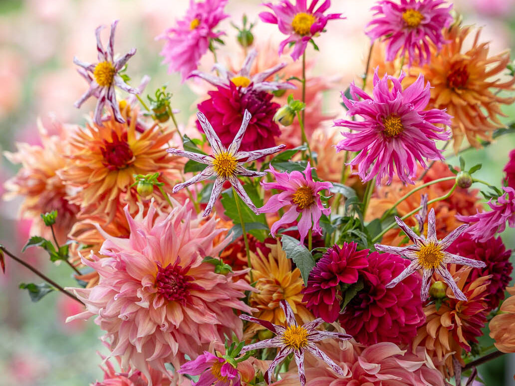 Savannah Miller's Dahlia Collection - Credit Jonathan Buckley