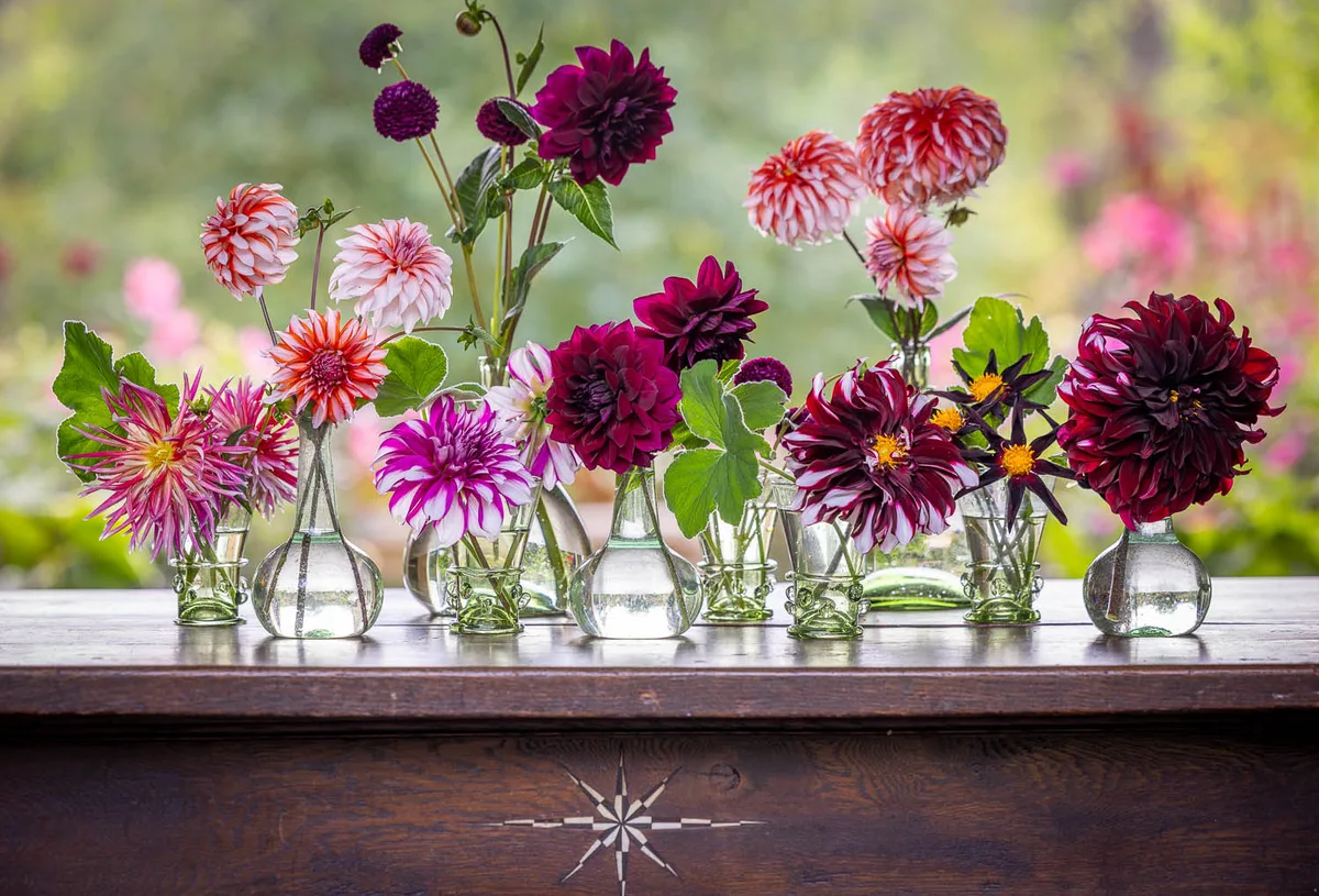 Willow Crossley's Dahlia Collection Willow Crossley's Dahlia Collection