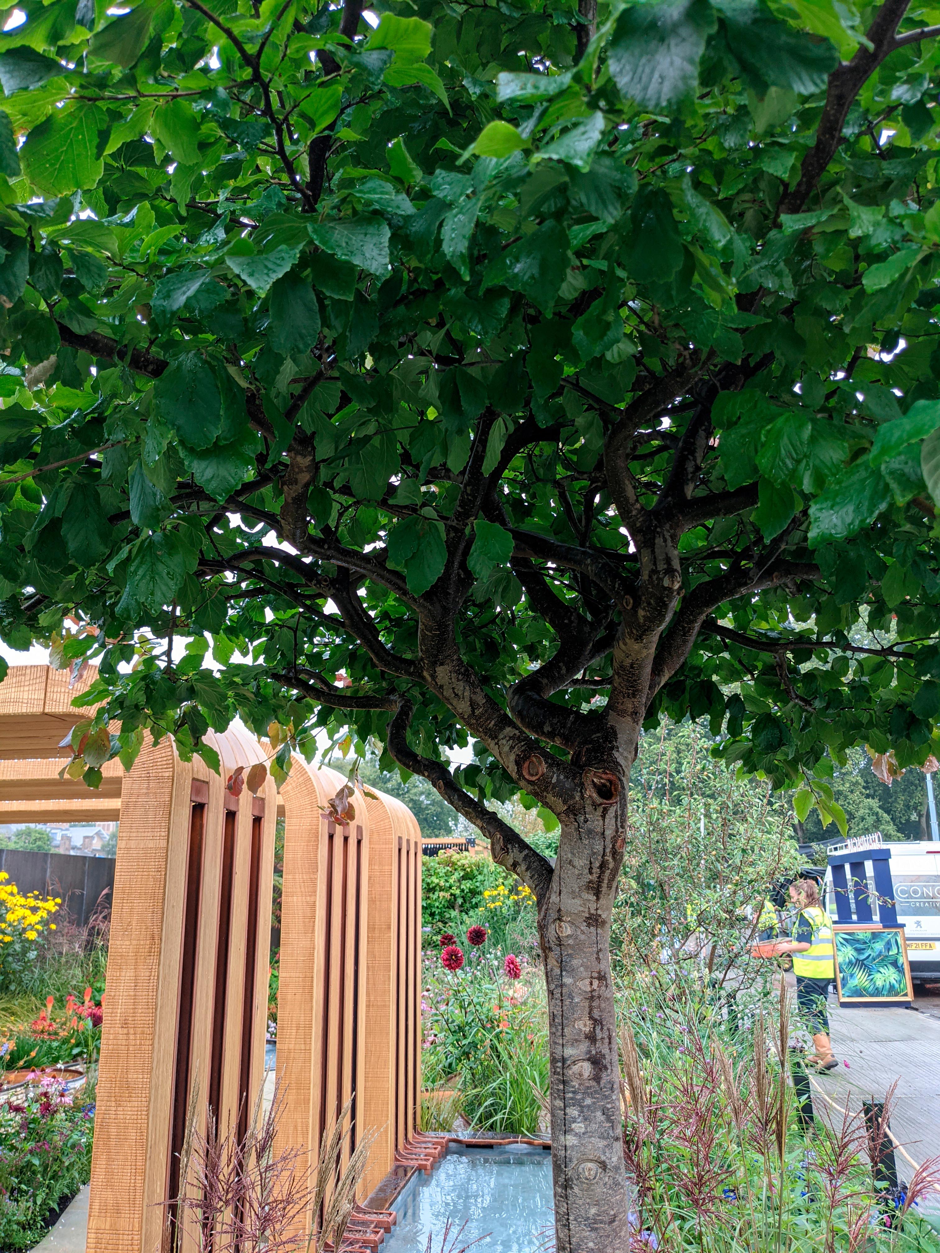 The Finding Our Way: NHS Tribute Garden at Chelsea 2021