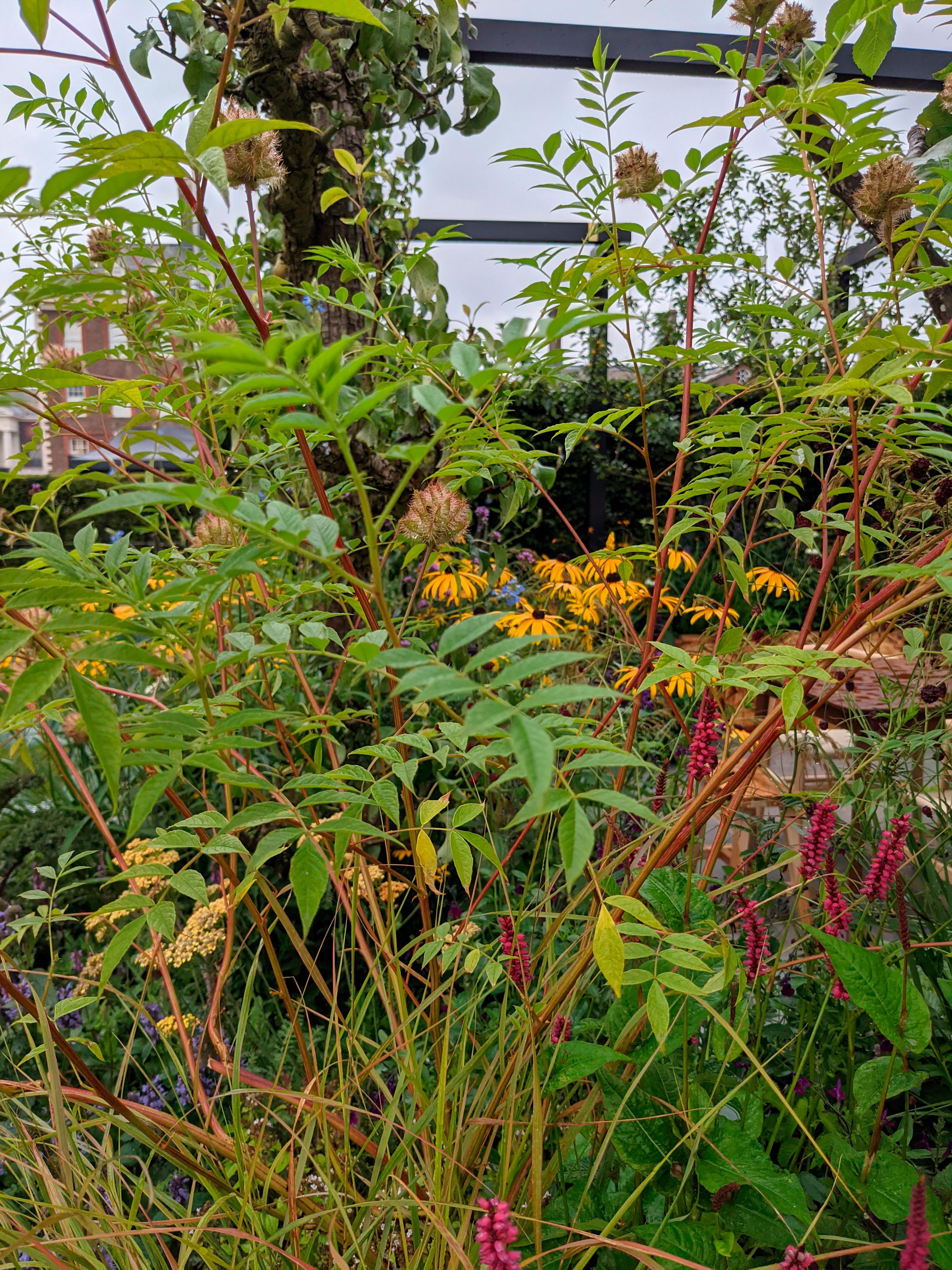 The Parsley Box Garden at Chelsea 2021
