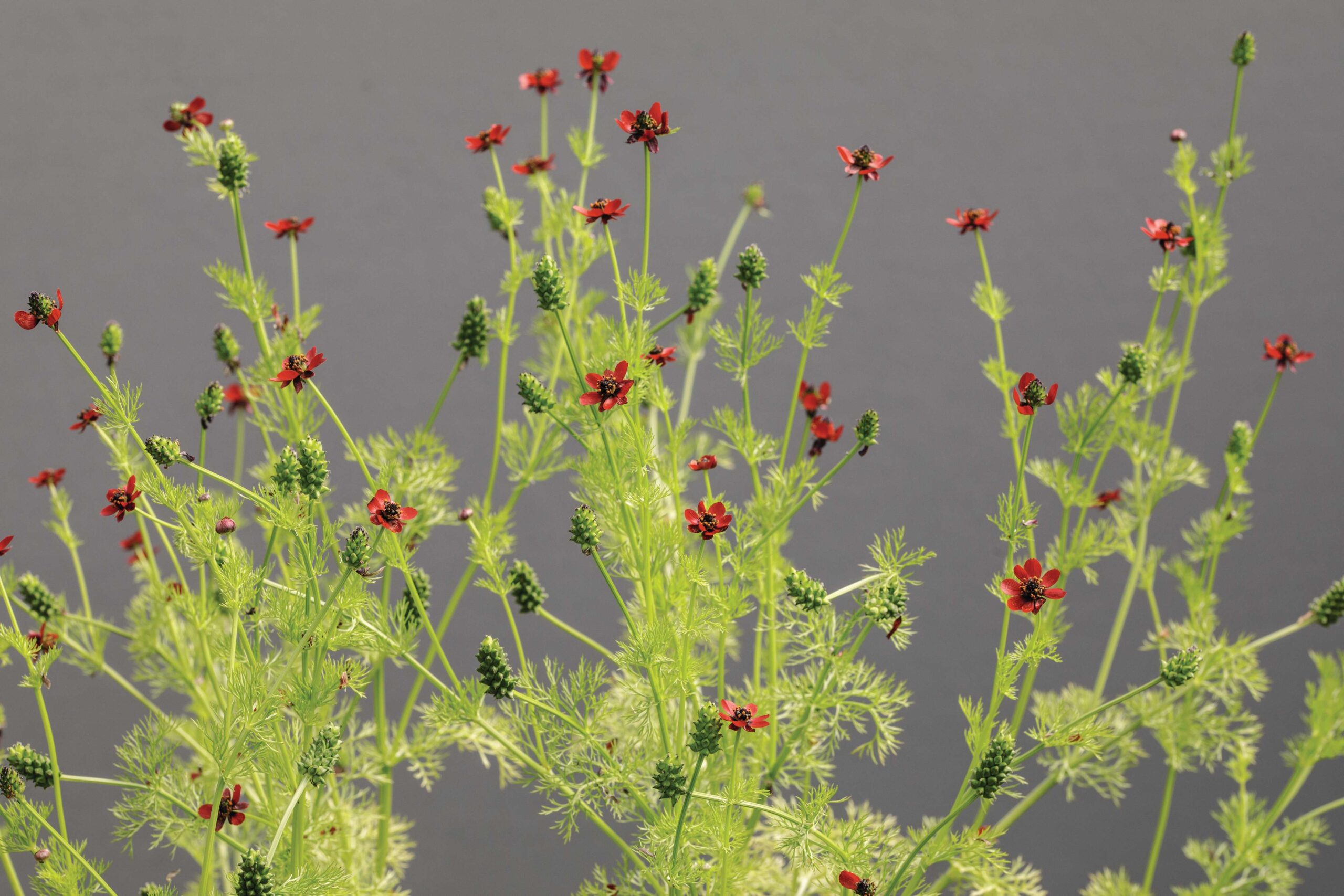 Pheasant's eye (Adonis annua)