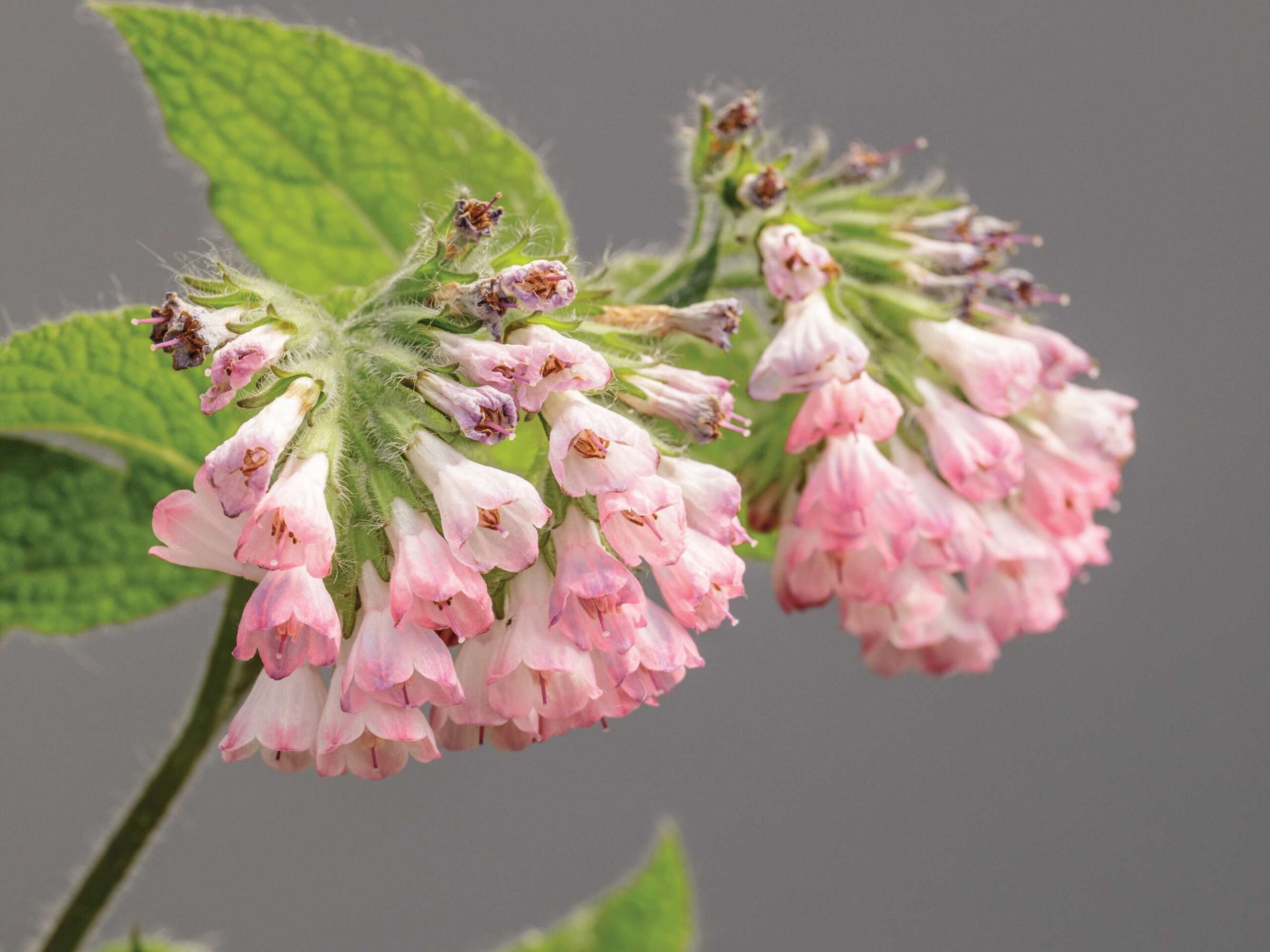 Barton Road comfrey (Symphytum x perrigianum)