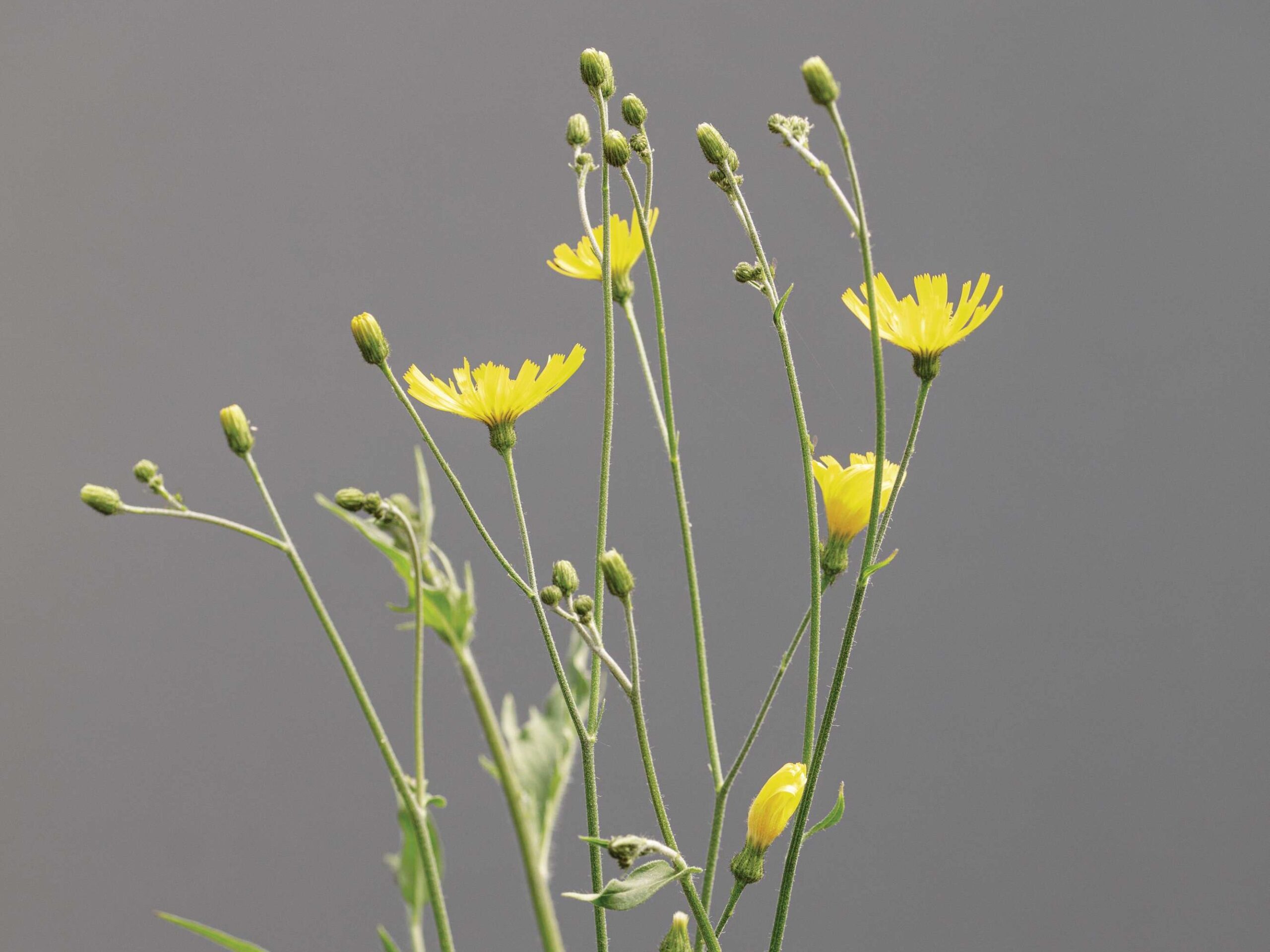 Beacons hawkweed, Hieracium breconicola