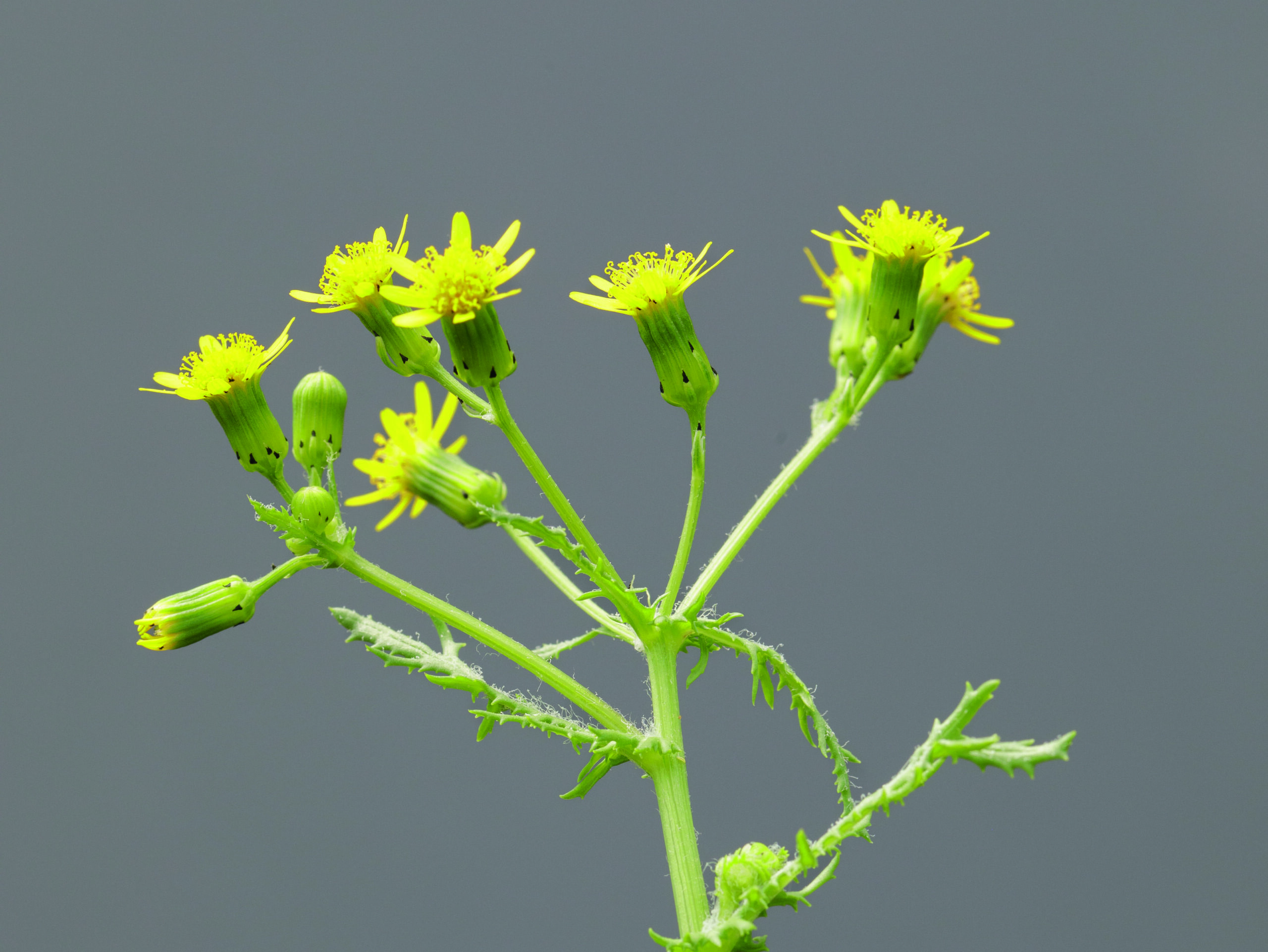 York groundsel, Senecio eboracensis