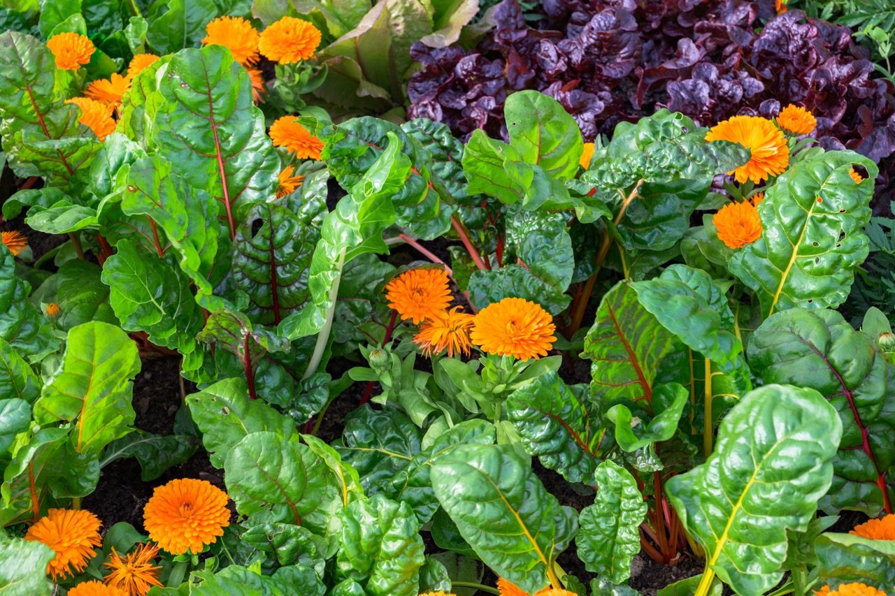 Chard 'Rainbow' & Tagetes (Marigolds)