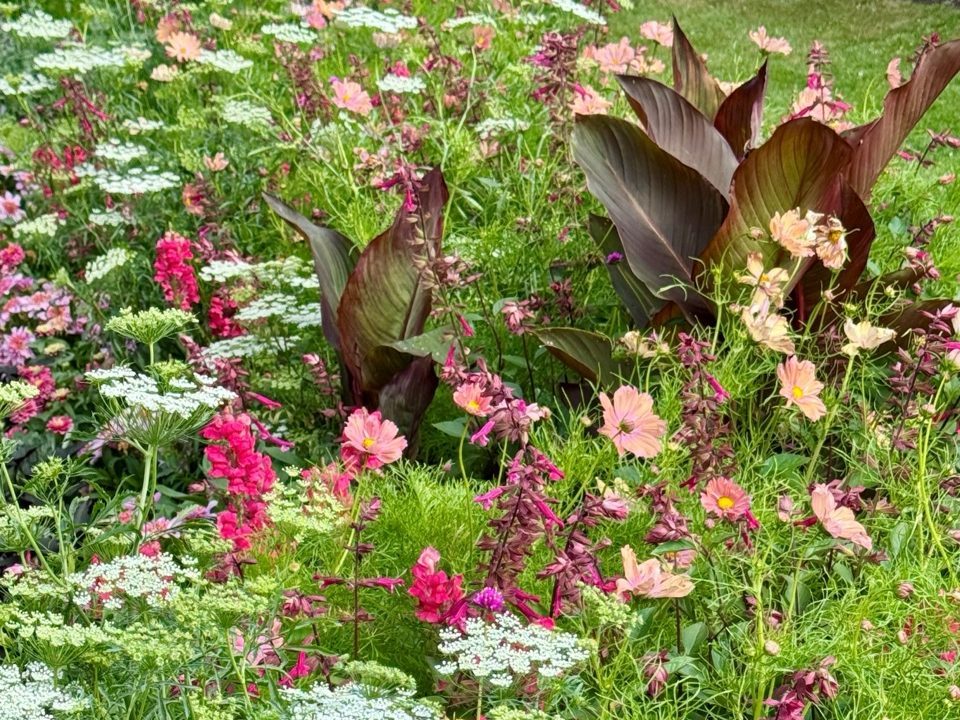Summer bedding at The Regents Park