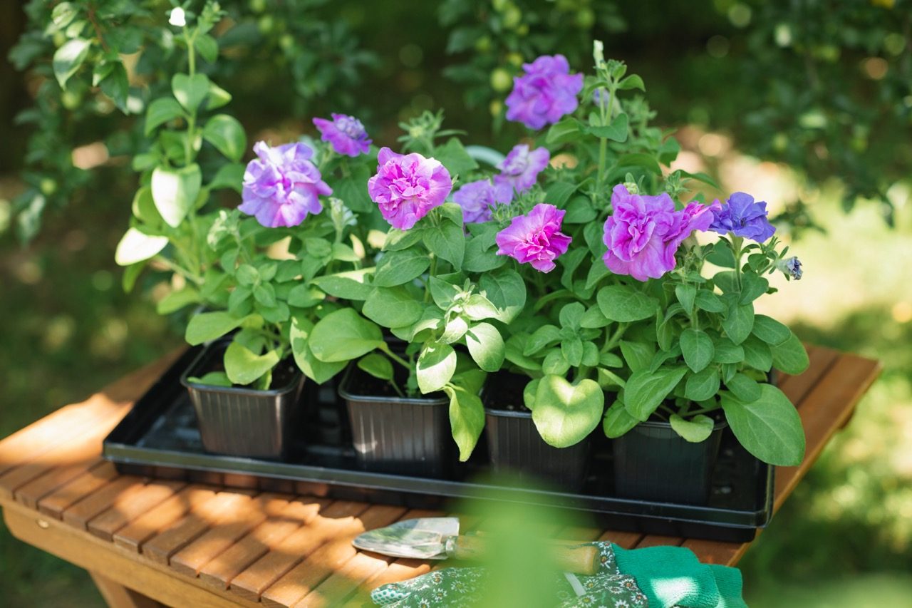 Terry petunia seedlings in black pots on a table