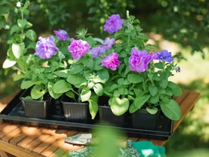 Terry petunia seedlings Terry petunia seedlings in black pots on a table