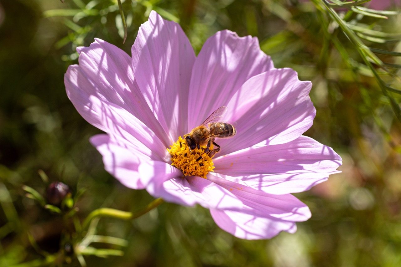 Bee inside a pink cosmos flower