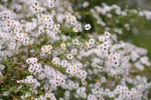 Symphyotrichum ericoides ‘Rosy Veil’ Michaelmas daisy: Symphyotrichum ericoides ‘Rosy Veil’