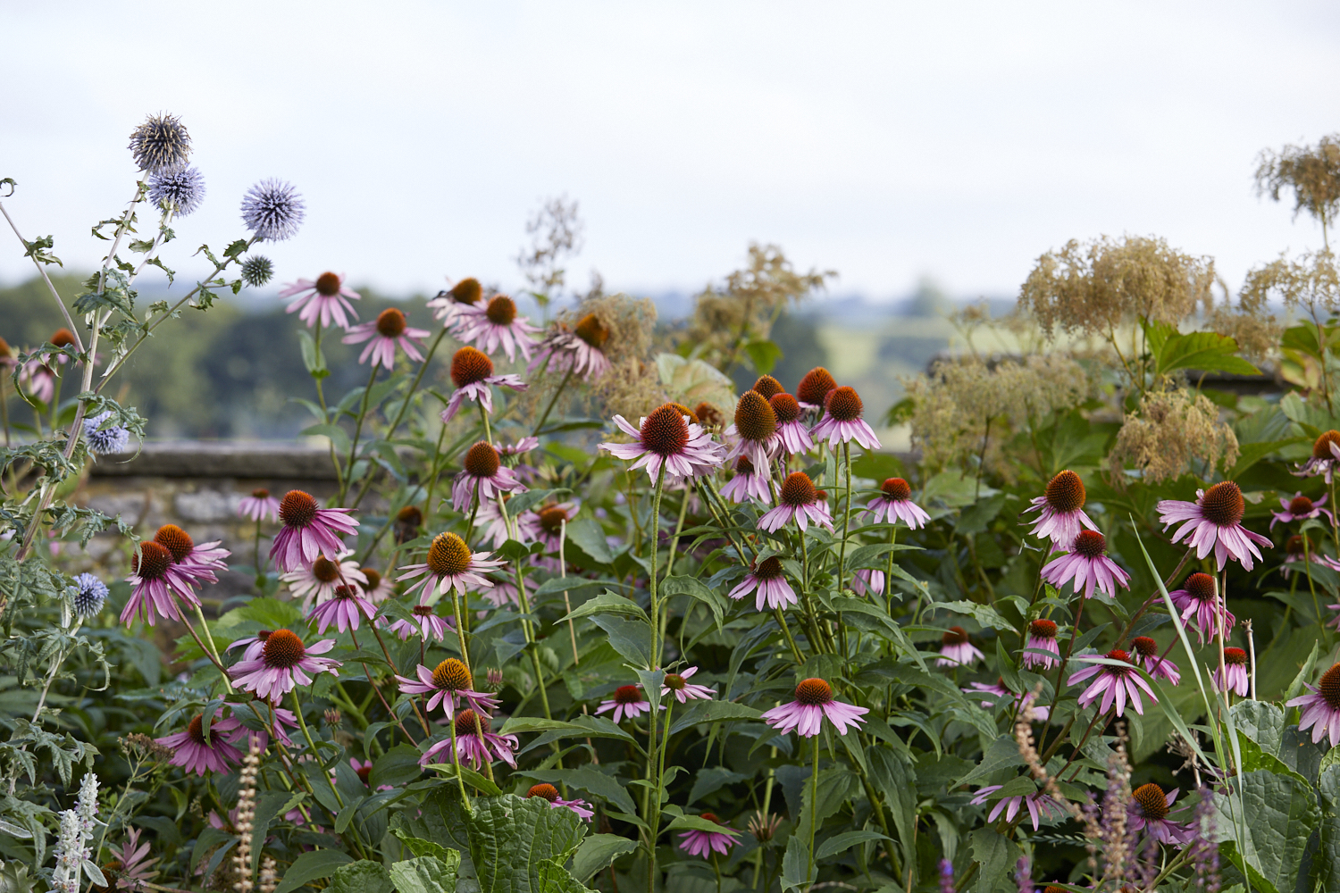 Echinacea at Yeo Valley Organic Garden