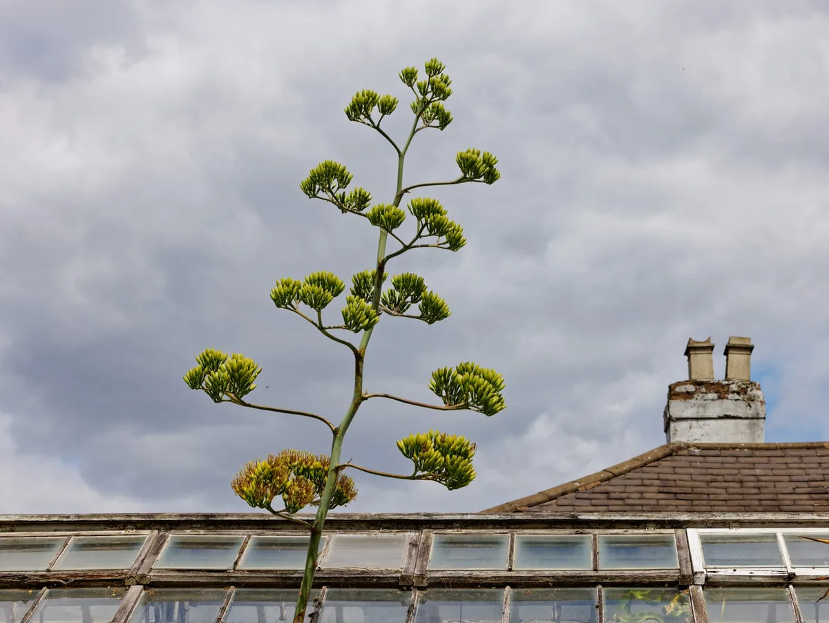 1000081986 © BT, Botanical Horticulturists