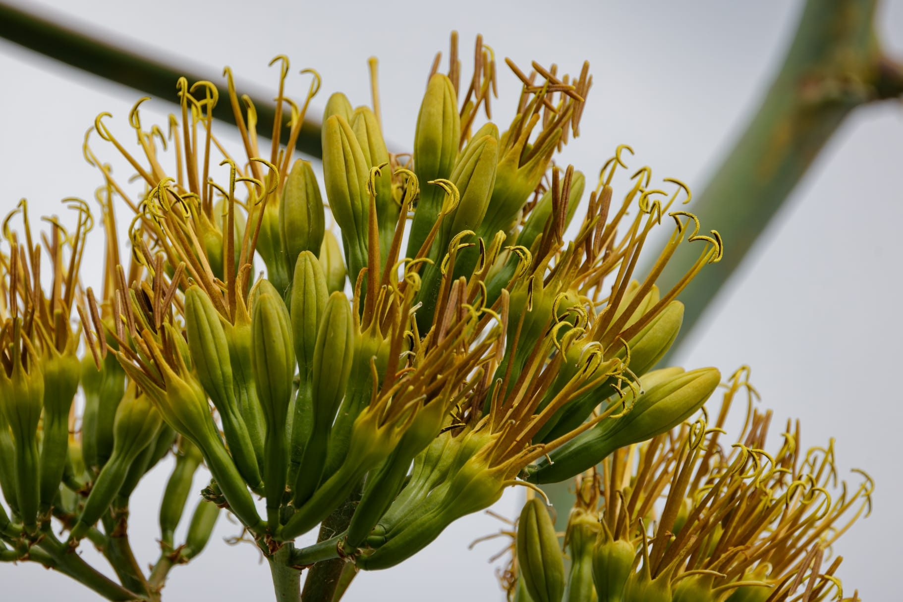 Agave 'death bloom'