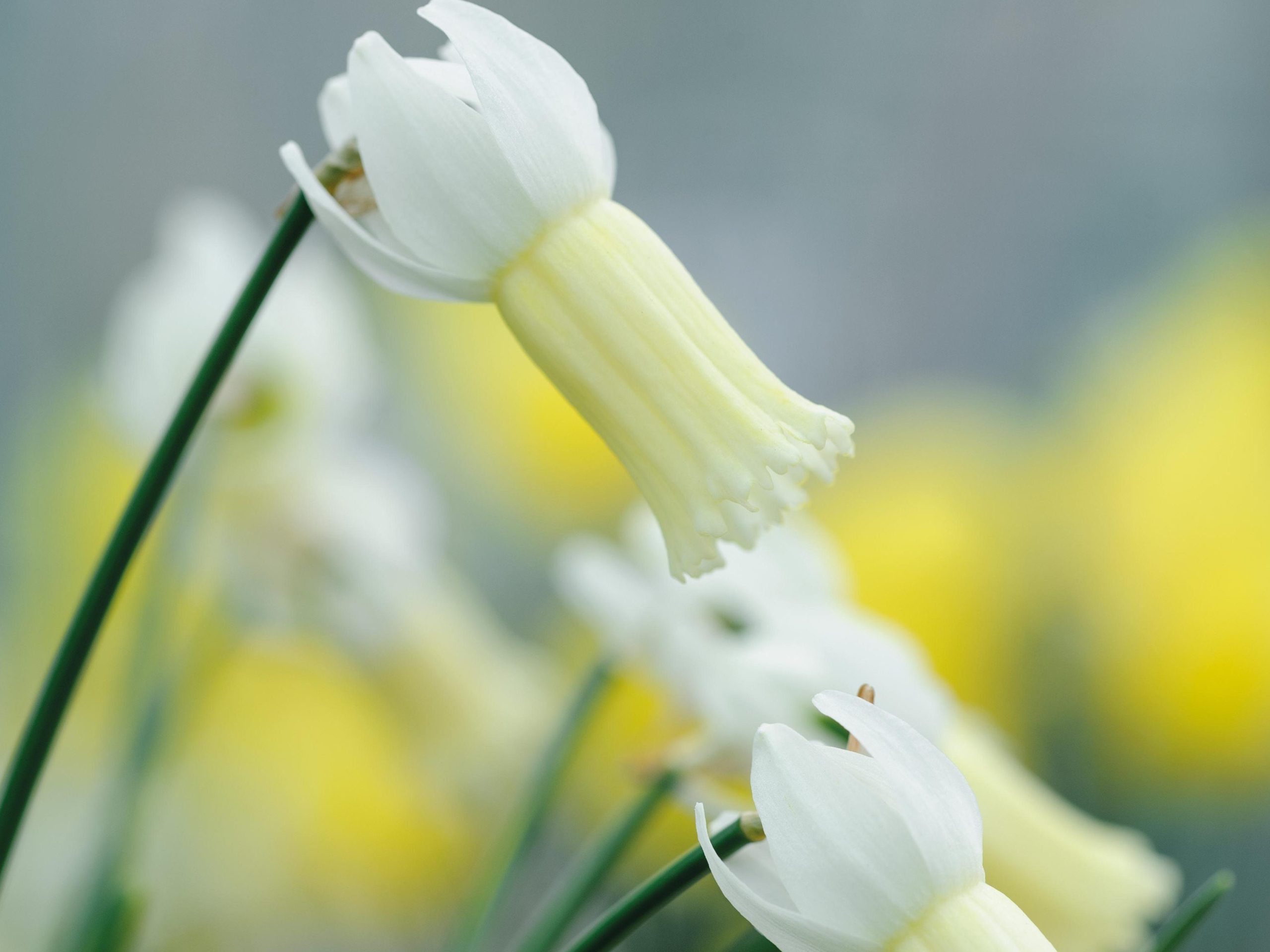 Miniature Narcissi: Narcissus 'Cheeky Chappie'