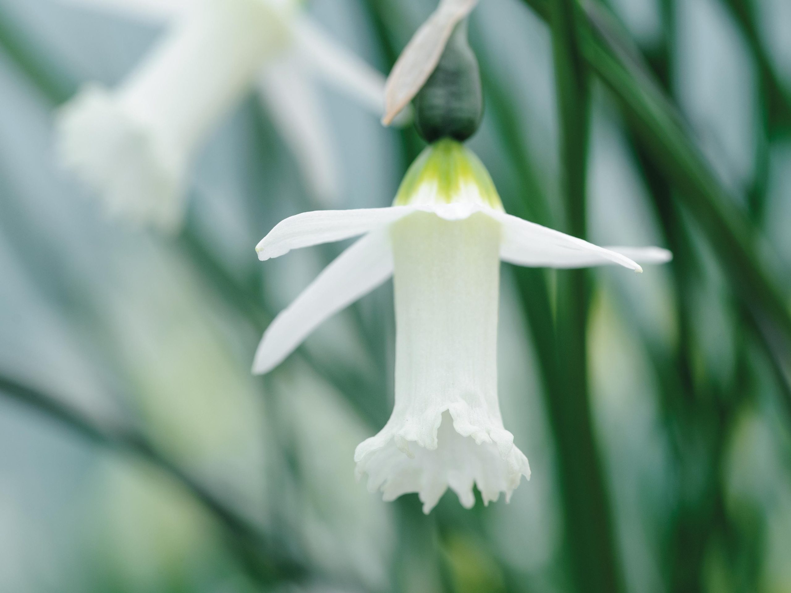 Miniature Narcissi: Narcissus 'Starlit'