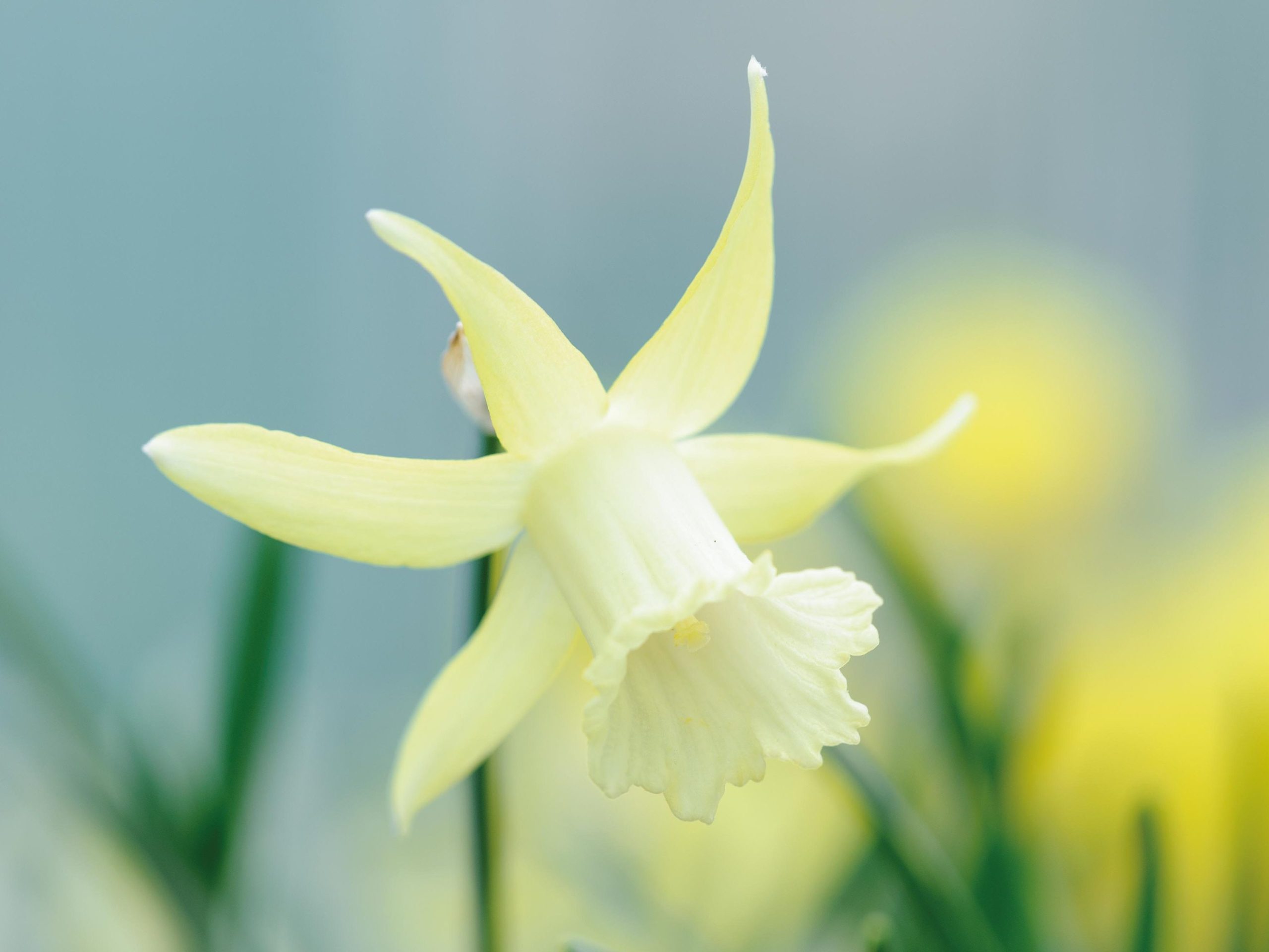 Miniature Narcissi: Narcissus 'Biondina'