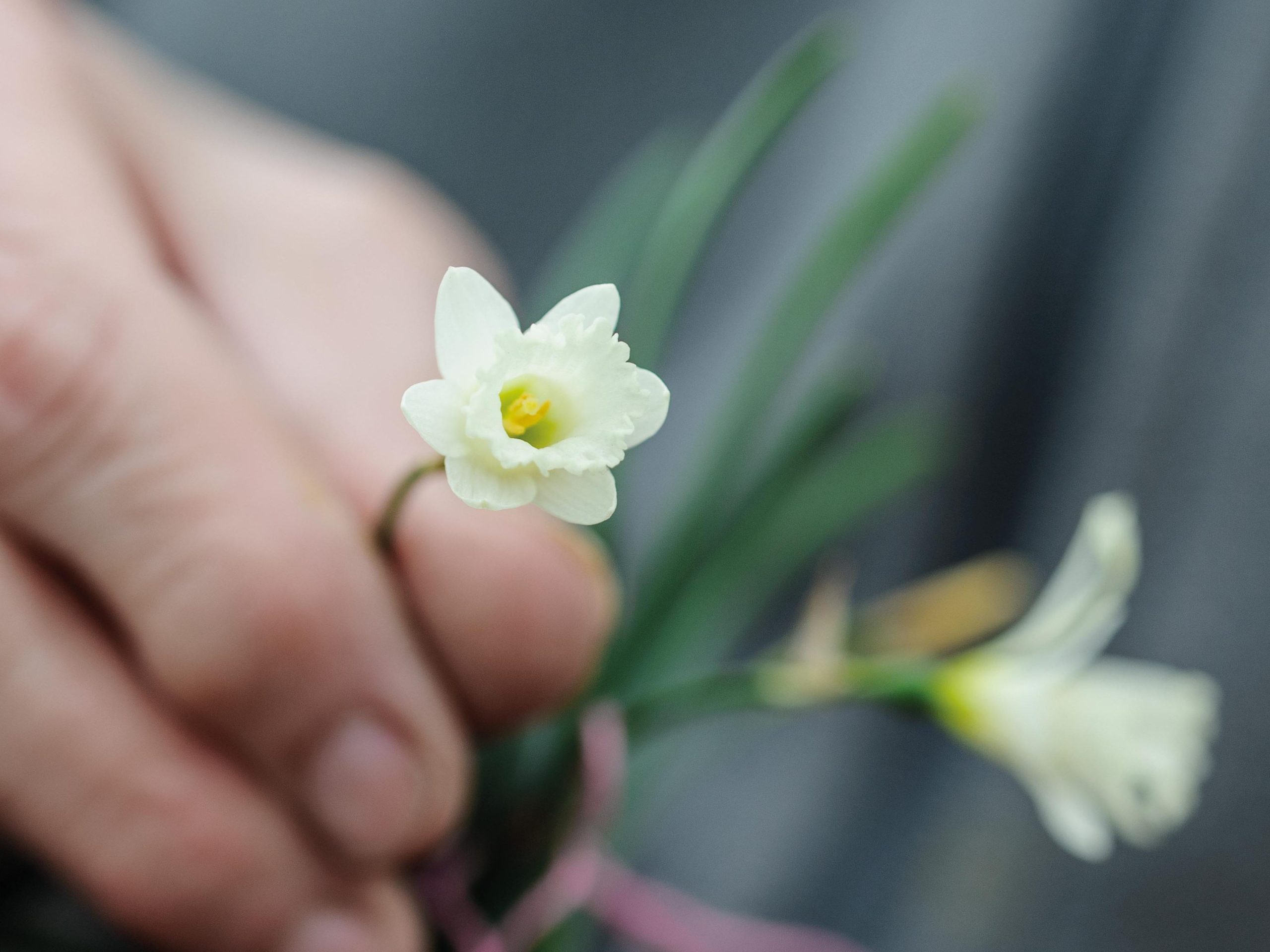 Miniature Narcissi: Narcissus 'Pet Lamb'