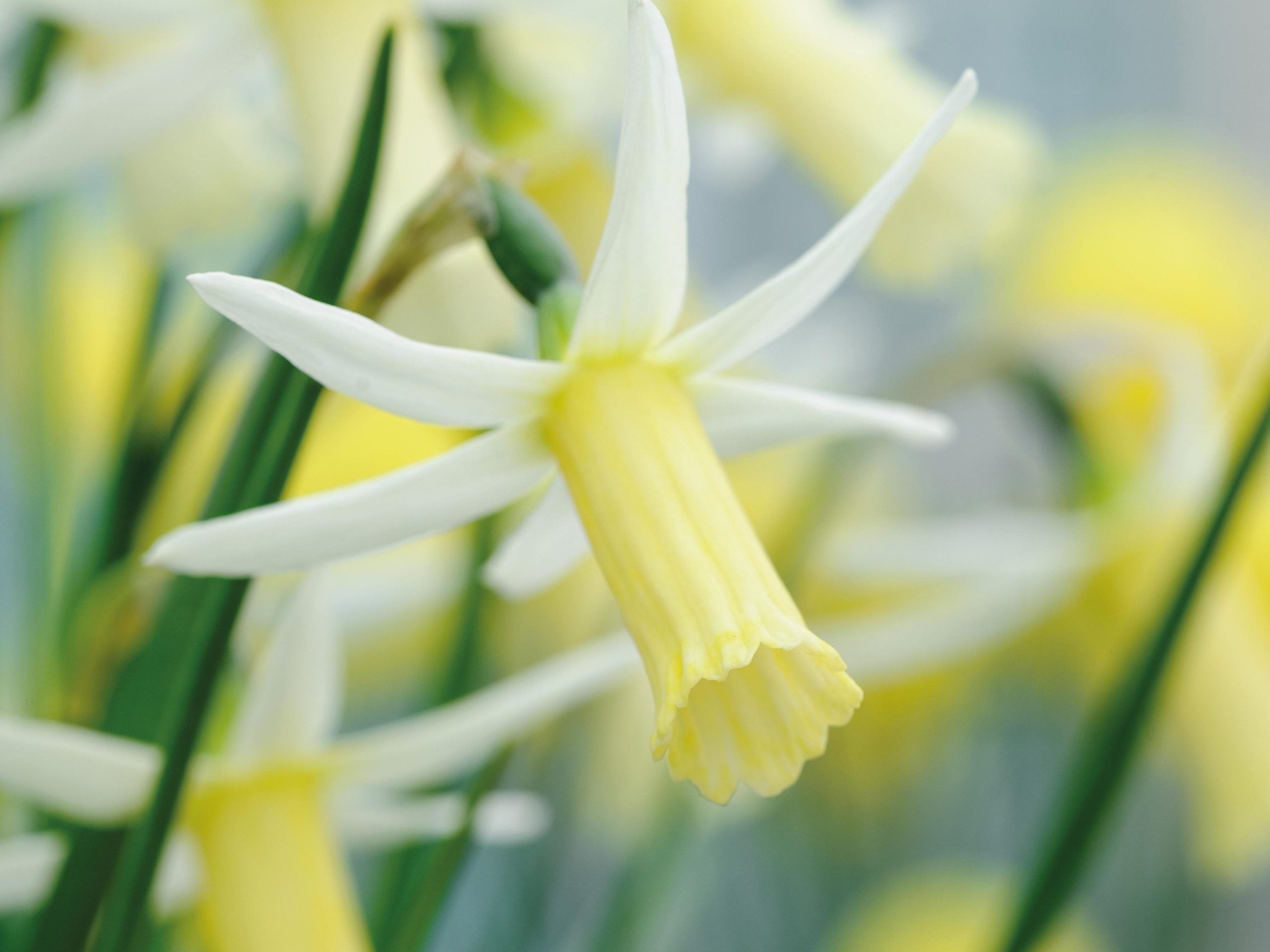 Miniature Narcissi