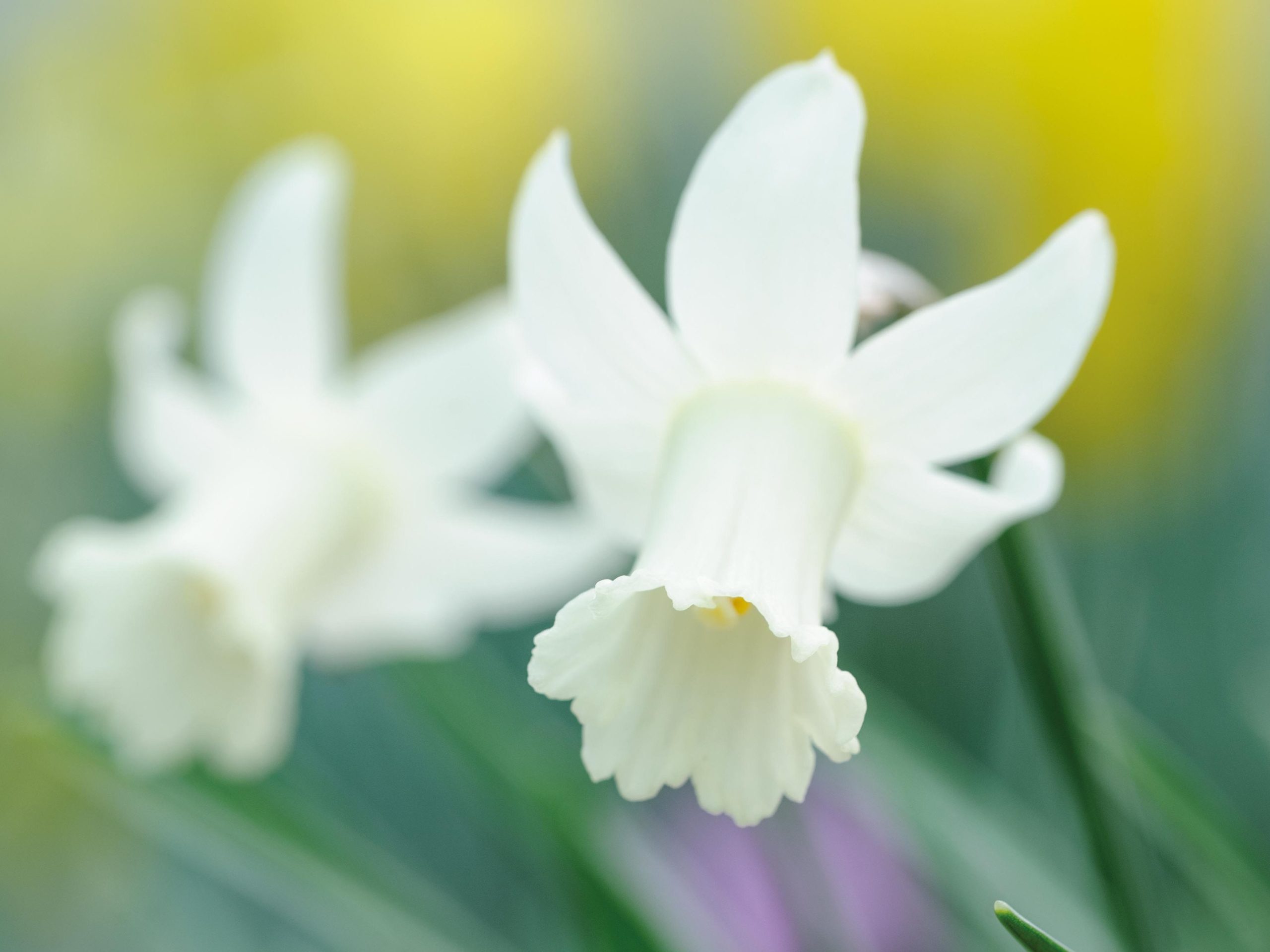Miniature narcissi: Narcissus 'Little Dryad'
