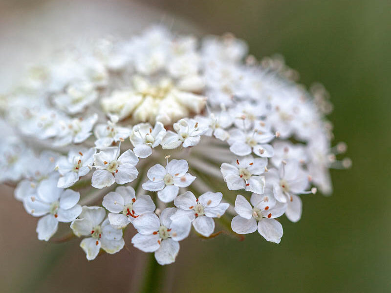 Didiscus caeruleus 'Lace White'