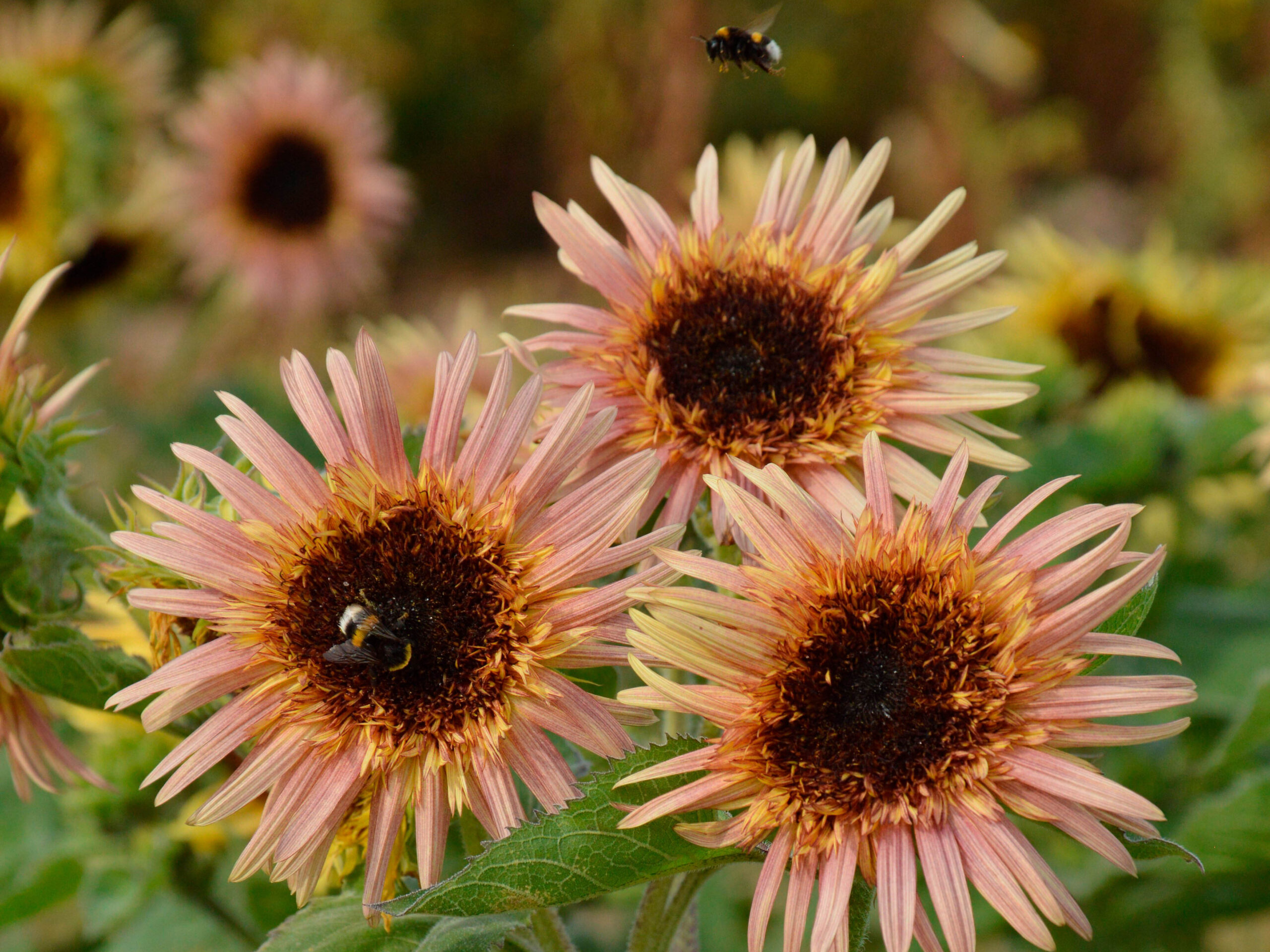 Sunflower 'Astra Rose'