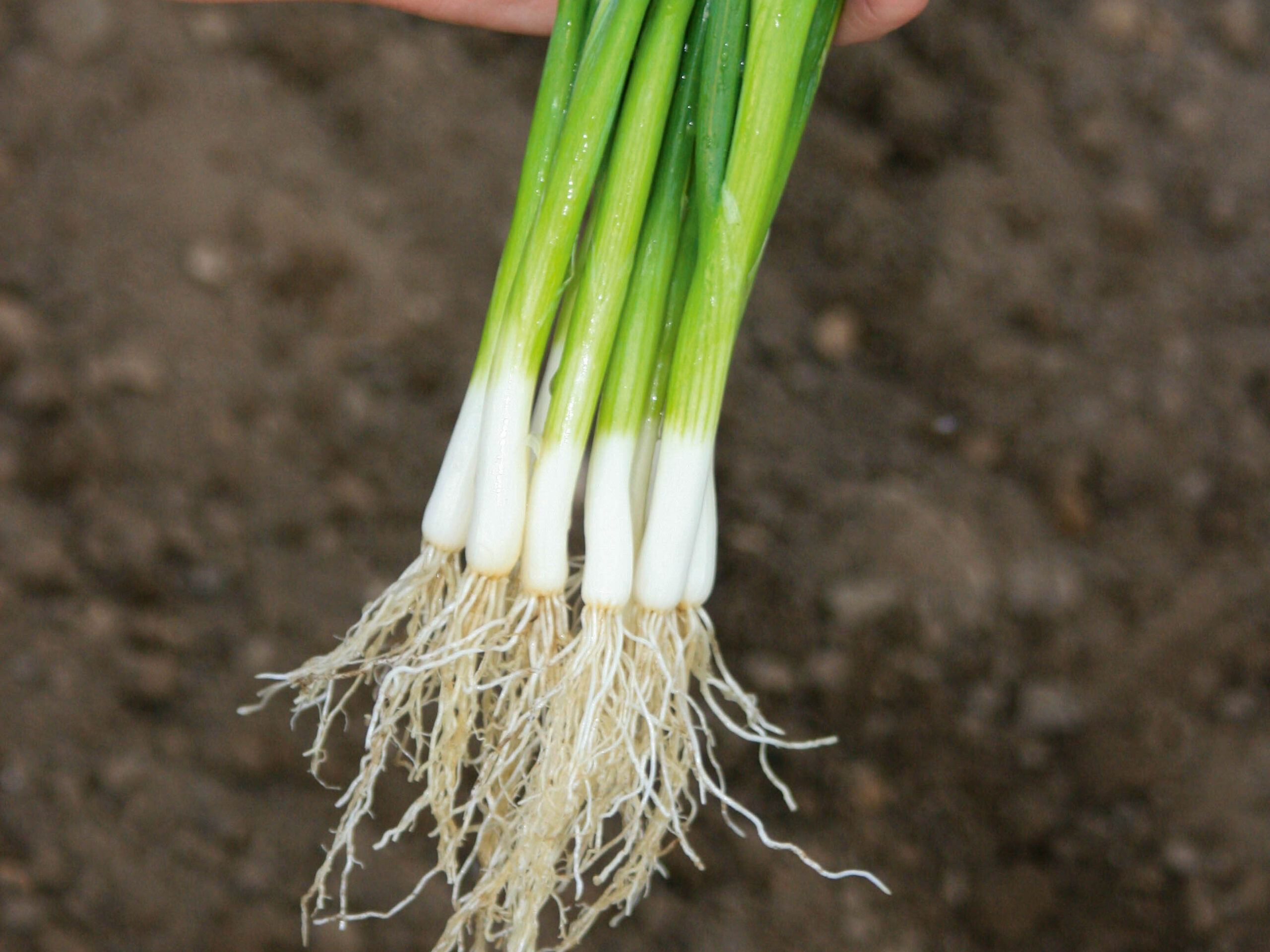 Spring onion 'Marksman'