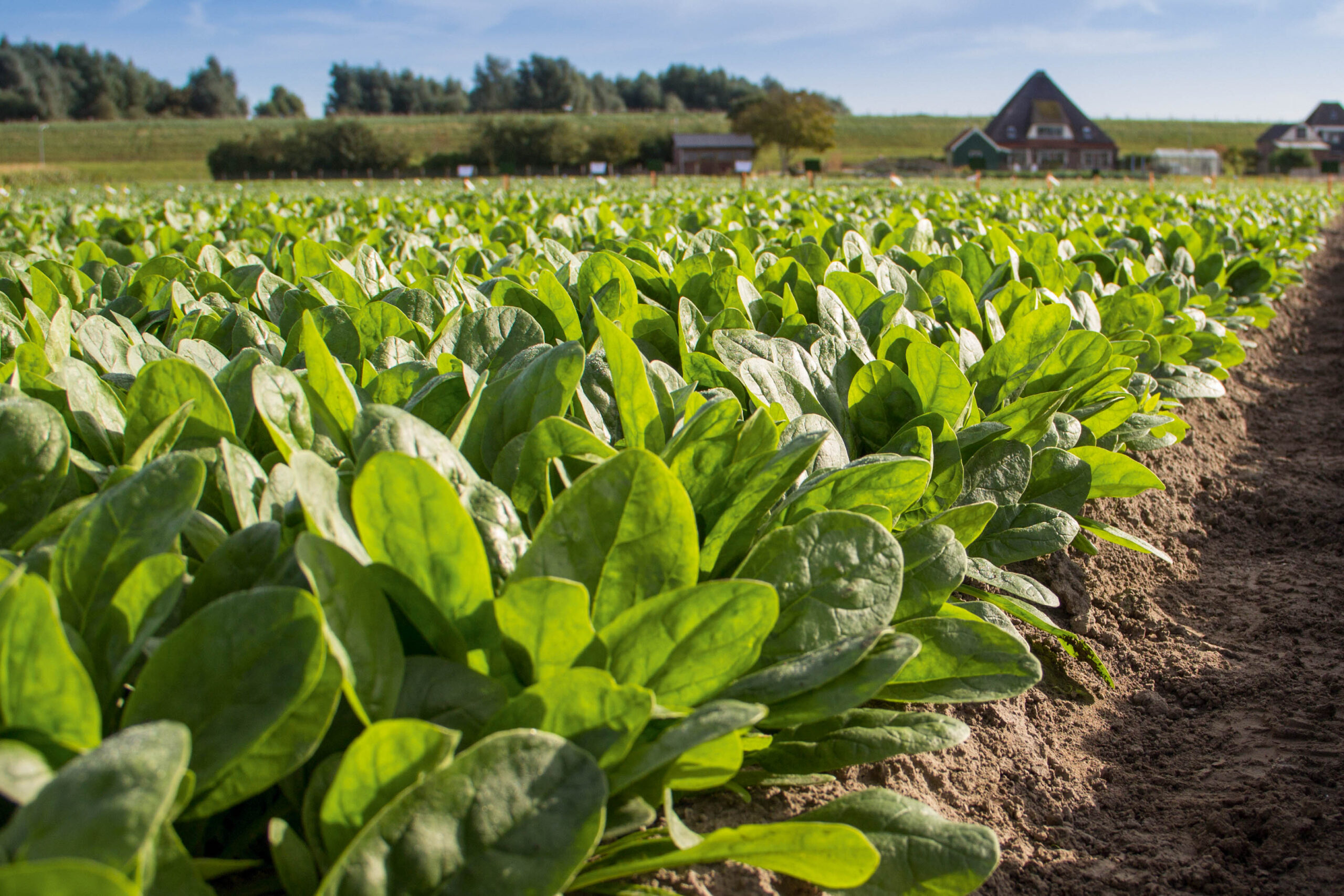 Spinach 'Nevada'