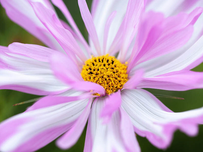 Cosmos bipinnatus 'Colletta Pink-White'