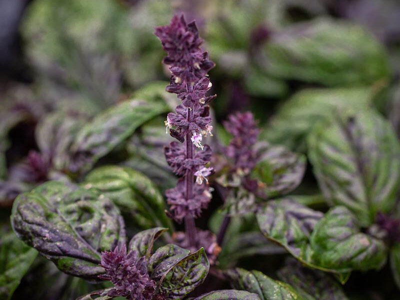 Ocimum basilicum 'Sally'