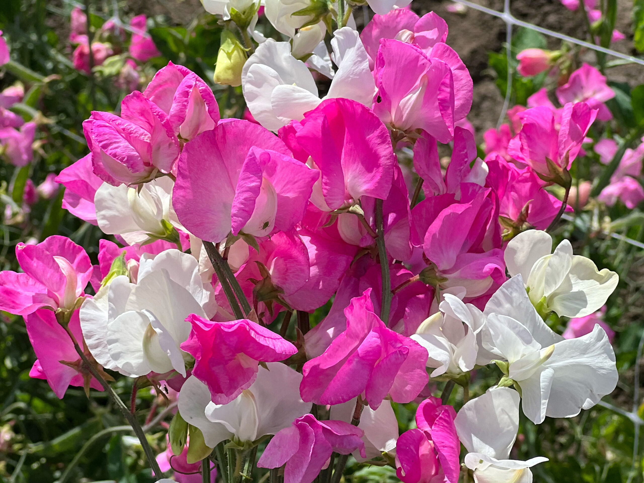 Sweet pea 'Barbie Mix' © Thompson and Morgan