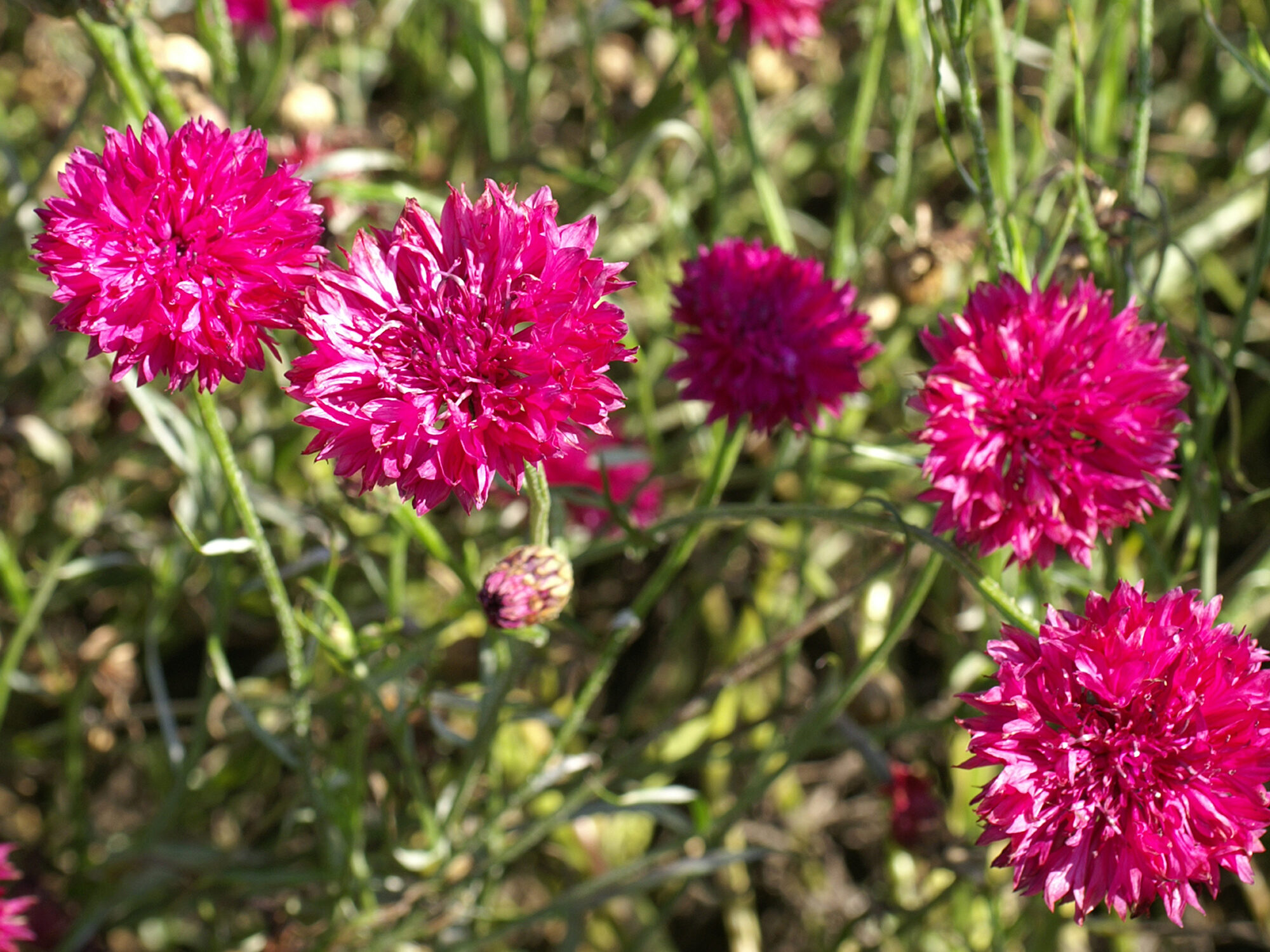 Cornflower 'Red Boy' © Thompson and Morgan