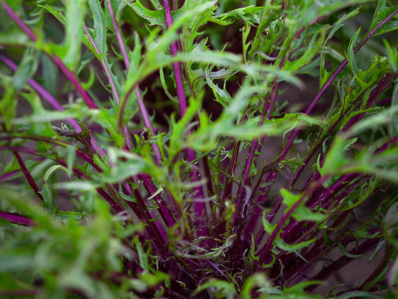 Brassica rapa 'Mizuna Vitared'