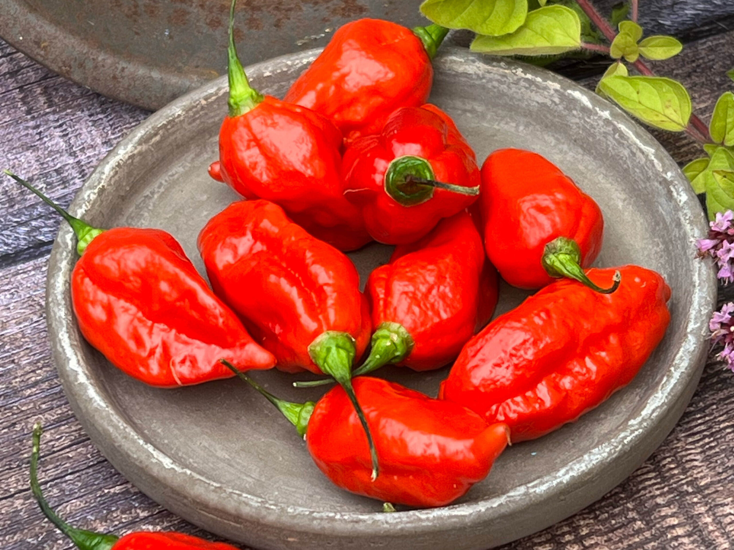 Chilli 'PIt Viper Naga'