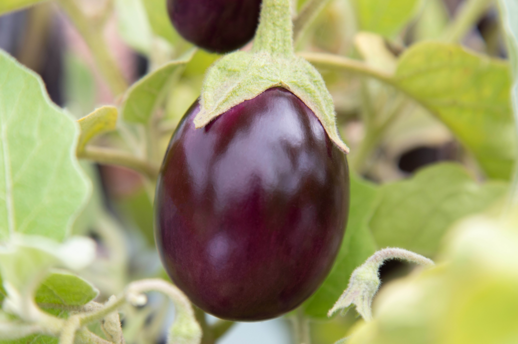 Aubergine 'Baby Black Jack' © Thompson & Morgan