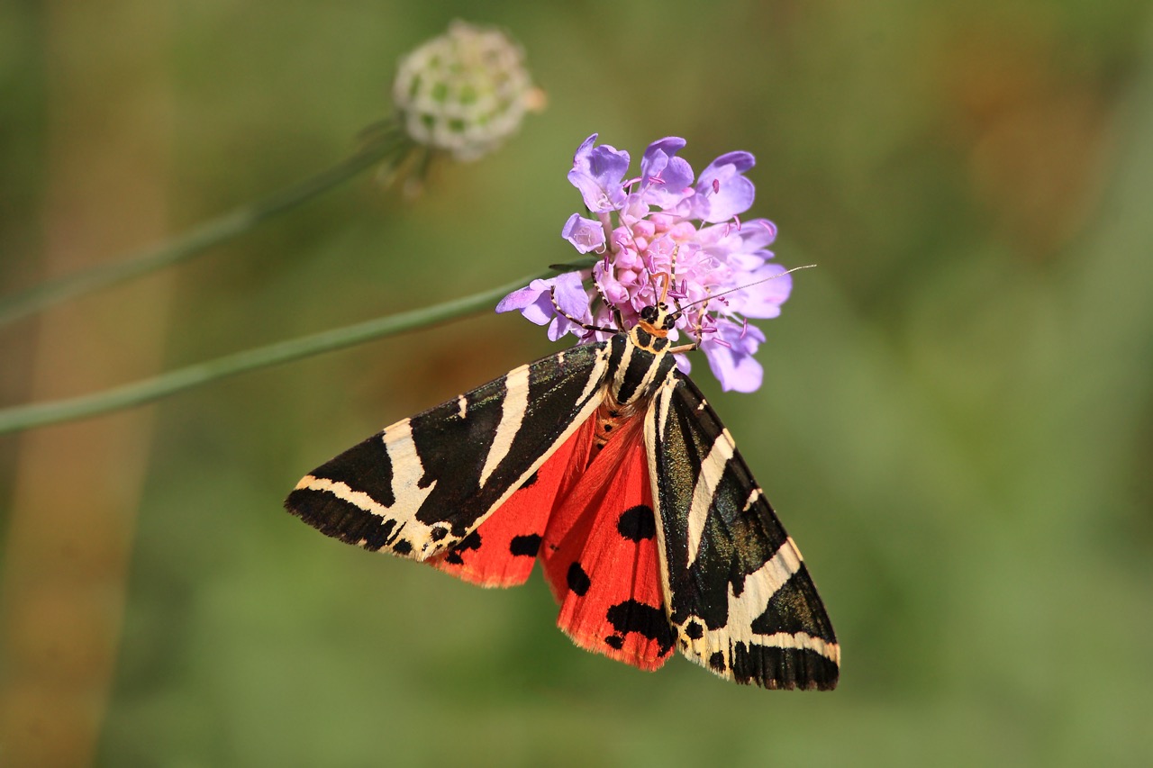 A Jersey Tiger Moth on a pink flower
