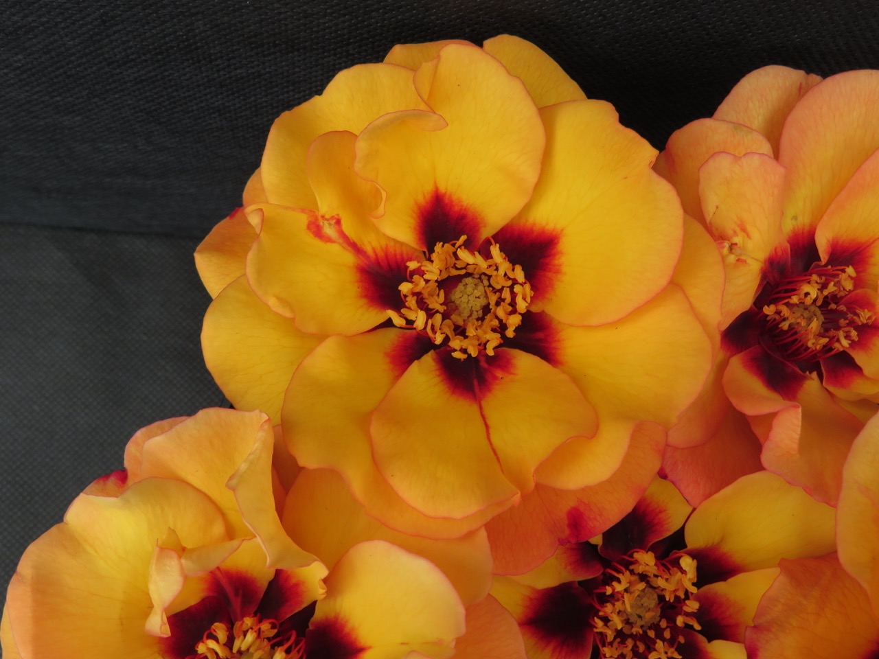 Harkness Roses' new rose, RSPB RazzleBEEdazzle