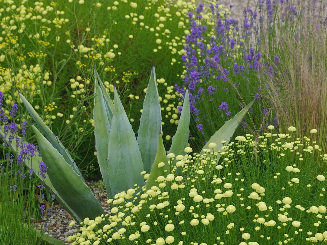 Santolina in Beth Chatto's gravel garden